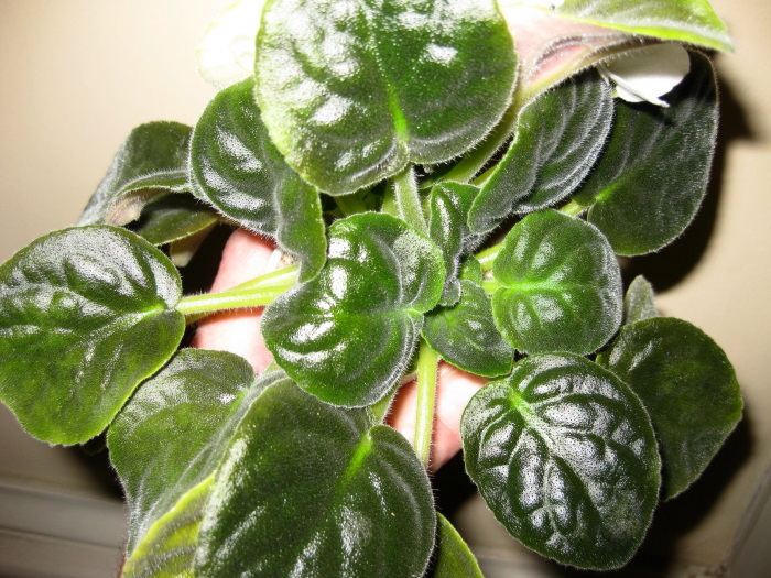 چطور شاخه های جانبی بنفشه آفریقایی را هرس کنیم؟